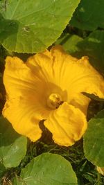 Close-up of yellow flowering plant