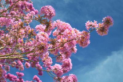 Low angle view of pink flowers blooming on tree against sky