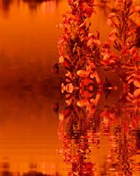 Scenic view of lake during autumn