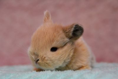 Close-up of a rabbit