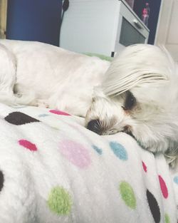 Close-up of dog sleeping on bed at home