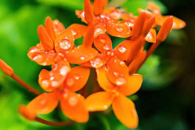 Close-up of wet red flowering plant