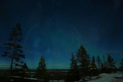 Low angle view of trees against blue sky at night