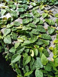 High angle view of plant leaves