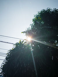 Low angle view of sunlight streaming through tree