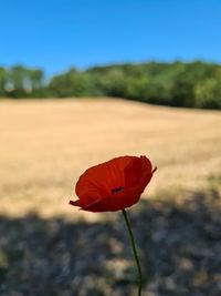Close-up of red poppy flower on field