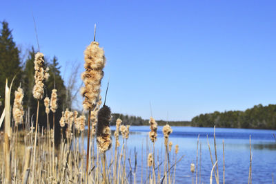 Close-up of plants against clear blue sky