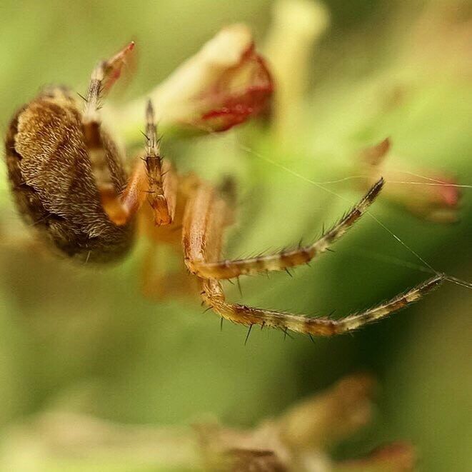 insect, focus on foreground, close-up, animals in the wild, animal themes, wildlife, one animal, selective focus, nature, plant, spider, fragility, growth, spider web, day, outdoors, stem, beauty in nature, no people, twig