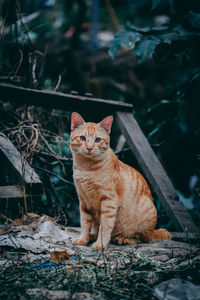 Portrait of cat sitting outdoors