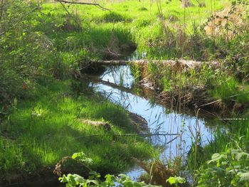 Scenic view of lake in forest