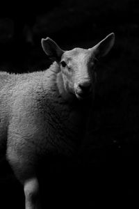 Portrait of sheep standing against black background