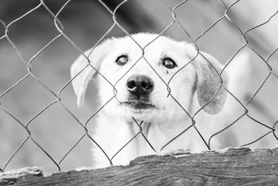 Portrait of dog seen through chainlink fence