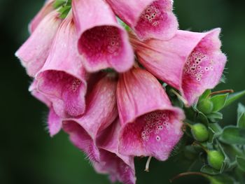 Close-up of pink rose flower