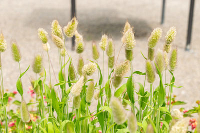 plant