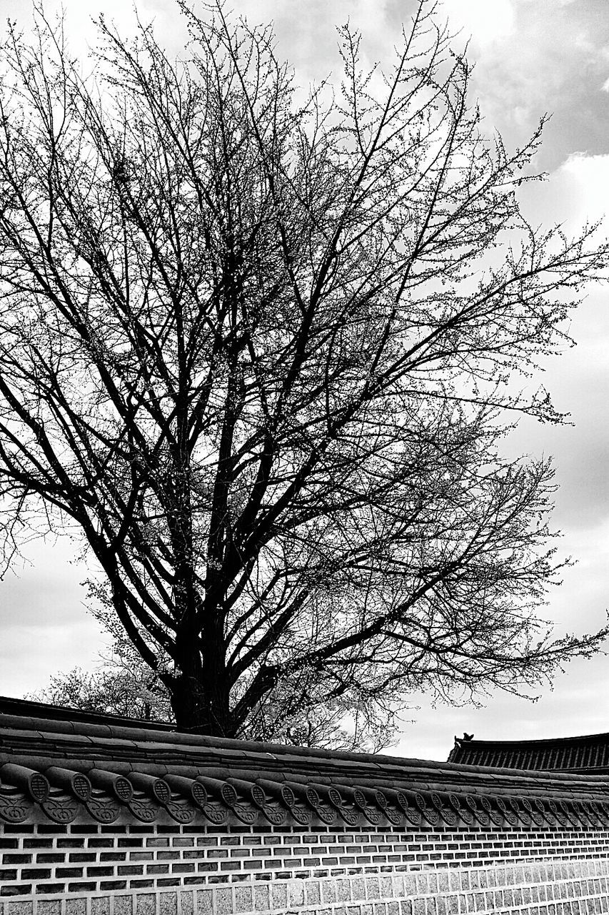 bare tree, branch, tree, low angle view, built structure, architecture, sky, building exterior, nature, day, outdoors, cloud - sky, no people, cloud, growth, city, silhouette, clear sky, tree trunk, railing