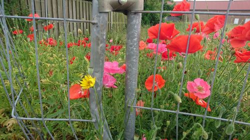 Red tulips blooming in park