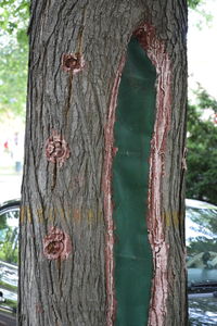 Close-up of tree trunk