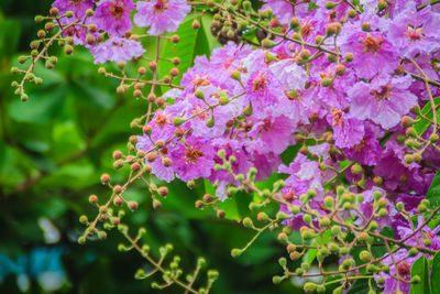 Close-up of pink flowers on branch