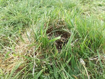 High angle view of lizard on grass