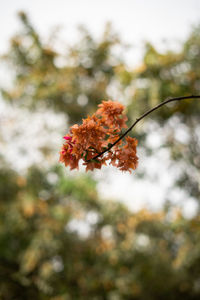 Close-up of red flowering plant