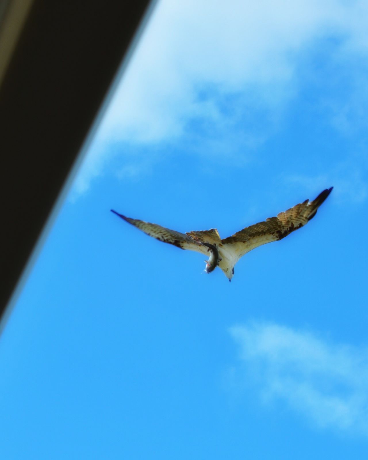 Osprey with it's catch