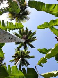 Low angle view of palm tree against sky