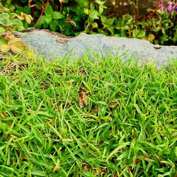 Close-up of plants on field