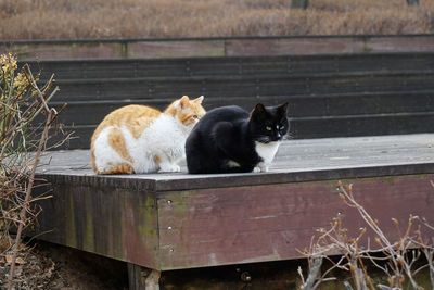 Cats sitting outdoors