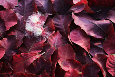 Full frame shot of pink rose leaves