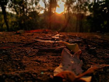 Surface level of fallen leaves on land during autumn