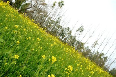 Yellow flowering plants on field against sky