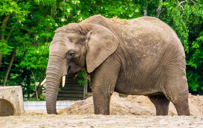 Side view of elephant in zoo