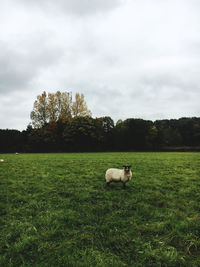 View of a dog on landscape