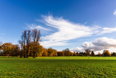 Trees on field against sky