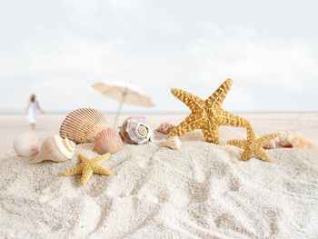 Starfishes with seashells at beach against clear sky