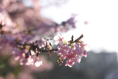 Close-up of insect on pink flower