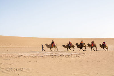 People riding camels in desert against clear sky