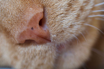 Close-up of cat