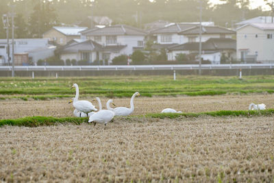 View of swans on field