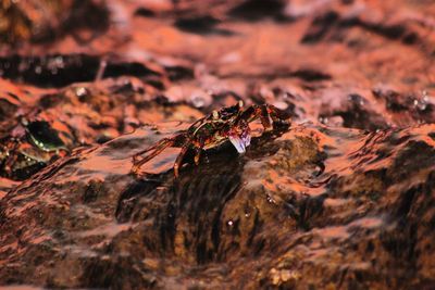 Close-up of spider on rock