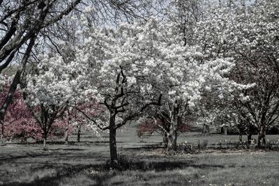 Bare trees on field