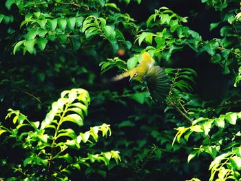 Close-up of bird perching on yellow plant