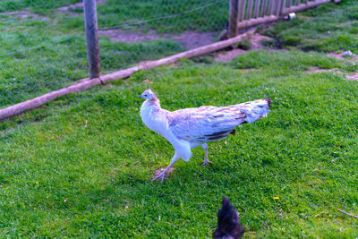 View of a bird on field