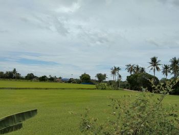 Scenic view of trees on field against sky