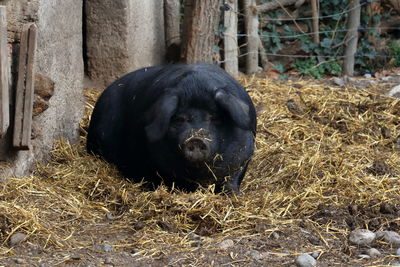 Close-up of black horse