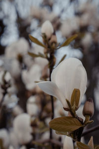 Close-up of white flowering plant