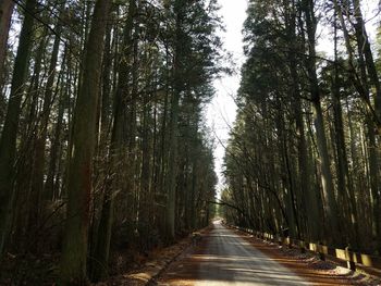 Road amidst trees in forest