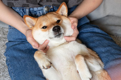 A woman petting a cute red dog shiba inu, sleeping on her feet. close-up. 