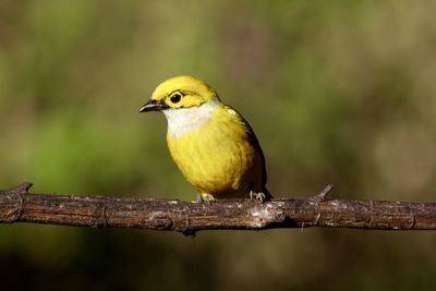 Close-up of bird perching on branch