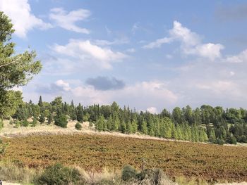 Panoramic shot of trees on land against sky